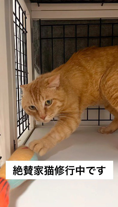ケージの中に入ってぬいぐるみで遊ぶ猫