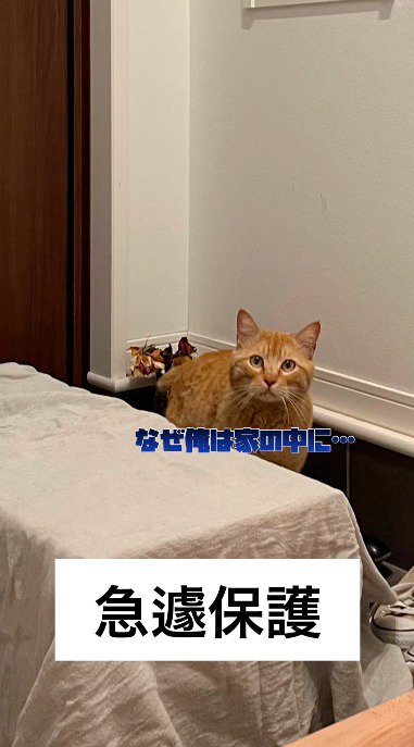 投稿者の家の中に入って警戒心を見せる茶トラ猫