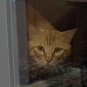 庭に遊びに来るようになった野良猫が『突然来なくなった』と思ったら…まさかの展開に涙がでると15万再生「素晴らしい」「本当にありがとう」