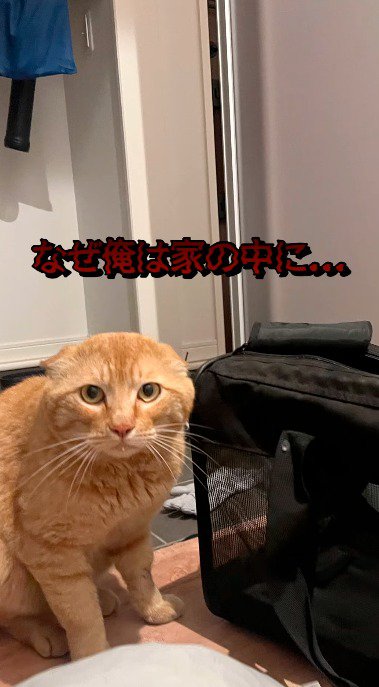 警戒しながら投稿者を見つめる茶トラ猫