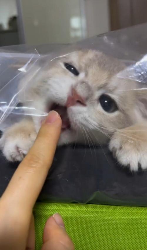 口を開ける猫1