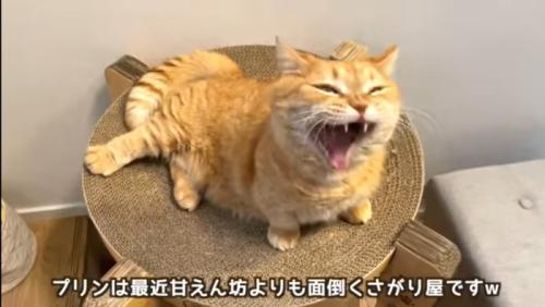 あくびをするプリンくん