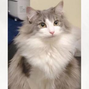 『え、痩せた?』冬はモッフモフだった猫→夏になると…差がありすぎる『衝撃のビフォーアフター』が187万表示「全然違うw」「どっちも可愛い」