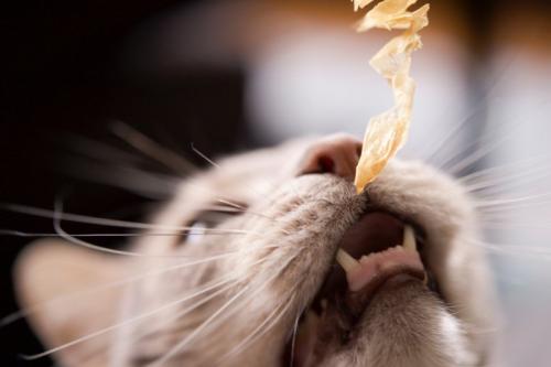 かつおぶしをもらう猫