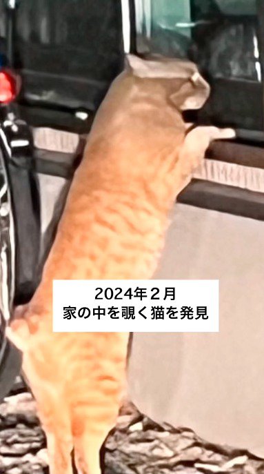 窓に手をついて、投稿者の家の中を覗く茶トラ猫