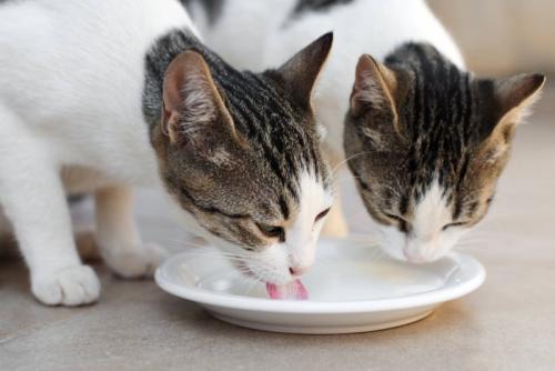 ミルクを飲む猫