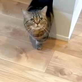 ご飯の時間になっても姿を見せない愛猫→心配して名前を呼ぶと、かすかに返事が……『思わぬ悲劇』に「焦りますね」「お返事できて偉い」