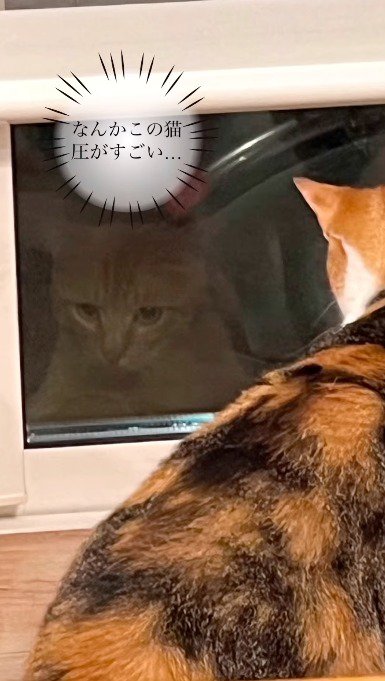 窓の外にいる茶トラ猫を見つめる三毛猫