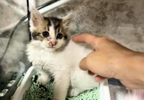 トイレで座る子猫