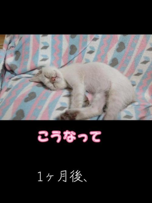 寝ている子猫