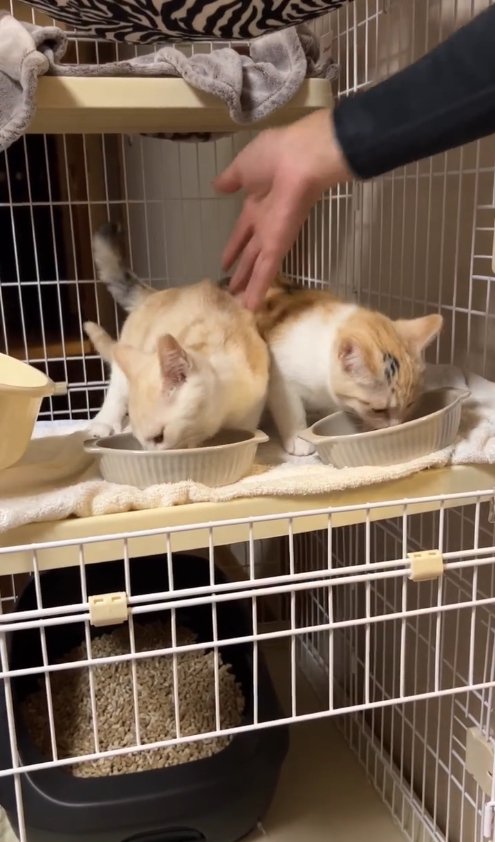 ご飯を食べている2匹の猫の間から手をどかす保護主