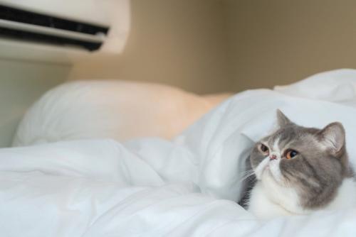 エアコンに当たる猫