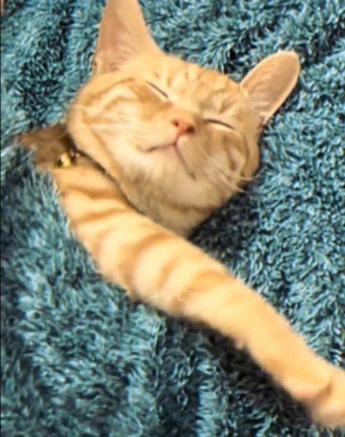 甘えるトラくん