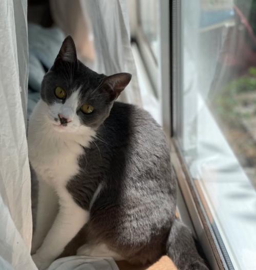 窓際の猫