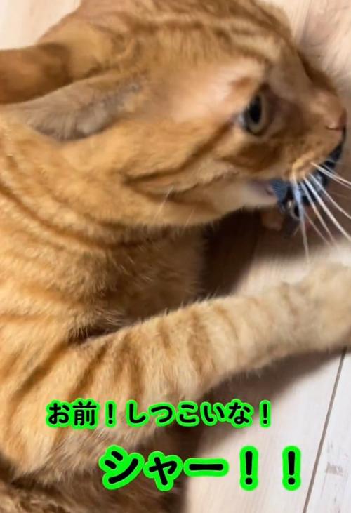 キマっているトラくん