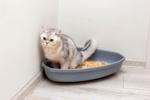 トイレにうずくまる猫