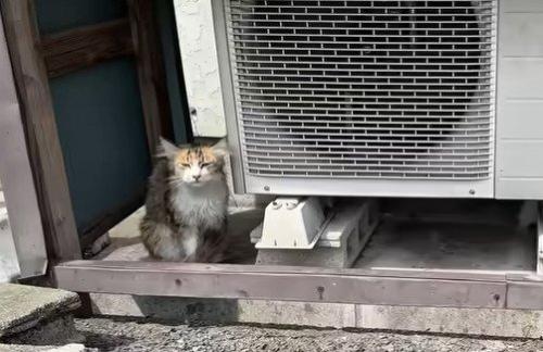 室外機の側にいる猫