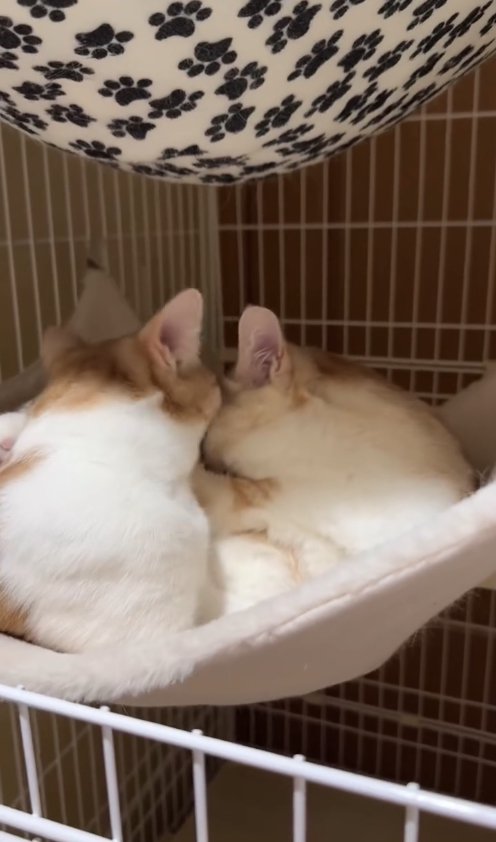 ハンモックの中にいる2匹の猫