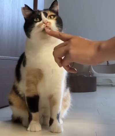 人の指を舐める猫