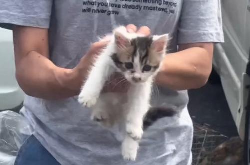 子猫のアップ