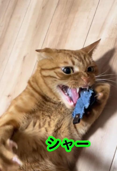 シャーをするトラくん