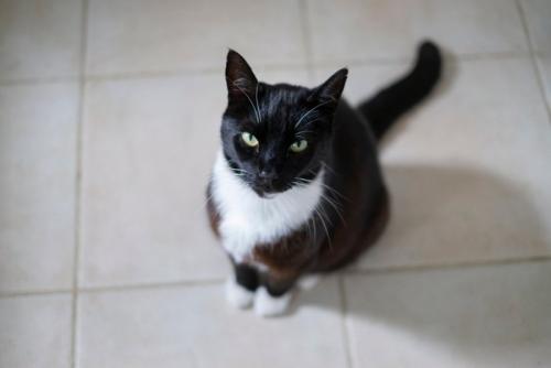 こちらを見上げる白黒猫