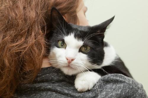 女性に抱かれる白黒猫