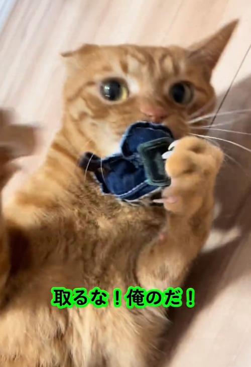 猫パンチするトラくん