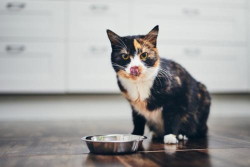 舌なめずりをする猫