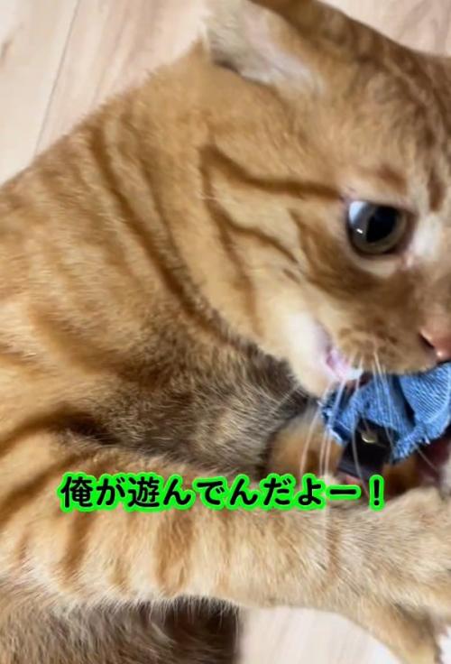 怒っているトラくん