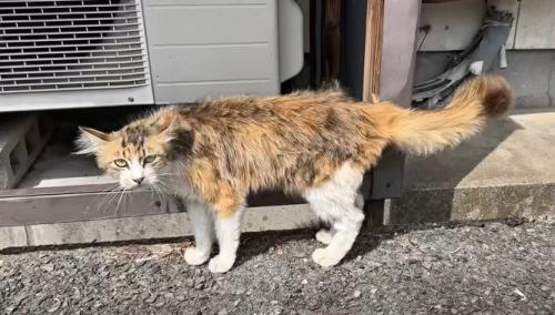 歩く野良猫