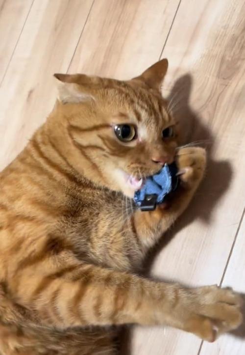 キーホルダーを噛むトラくん