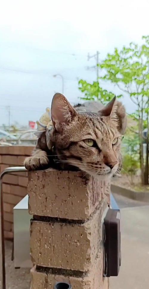 塀の上のトロロくん