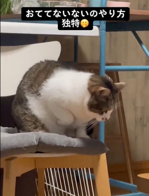 右前脚を胸元にたたむ