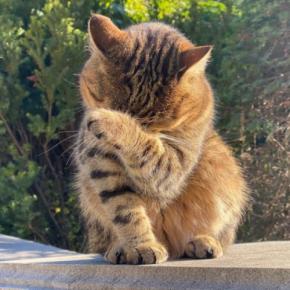 なぜ猫は『食後に顔を洗う』?3つの理由と、やらないときに気をつけたいこと