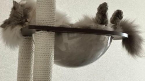 寝ている猫