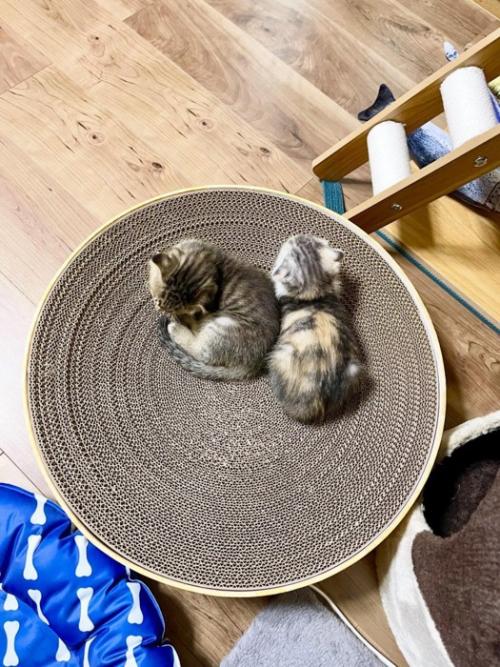 2匹の子猫