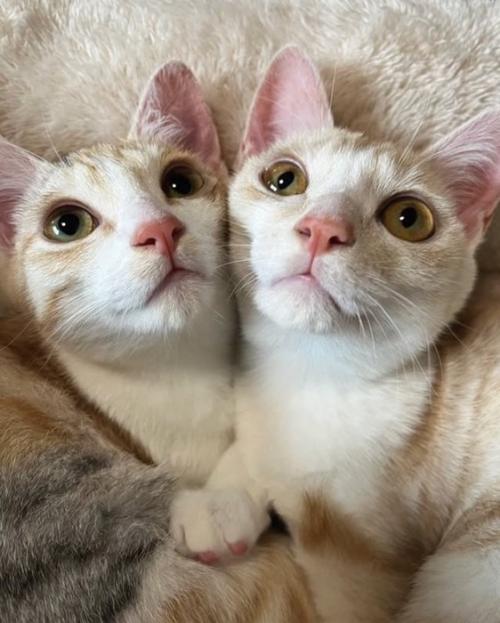 顔をくっつけている2匹の猫の顔アップ