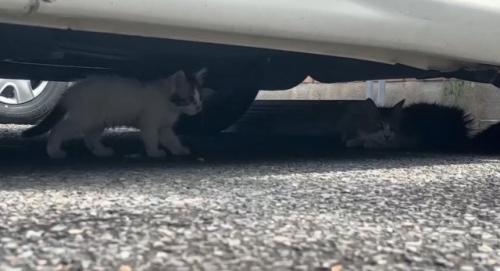車の下にいる親子猫
