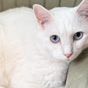 『イスに乗った直後は普通に座っている猫』が、数分後……思わず笑う『激変ビフォーアフター』が106万表示「別猫感がすごい」「貫禄w」