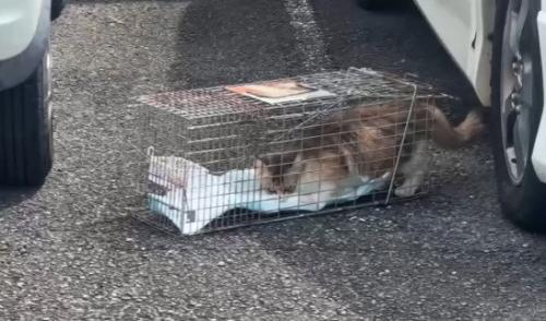捕獲機に足を踏み入れる猫