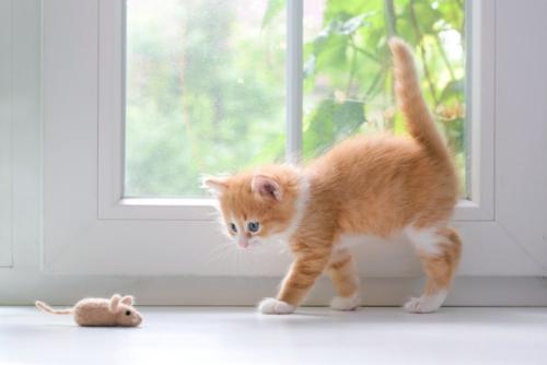 ネズミのおもちゃを見つめる子猫