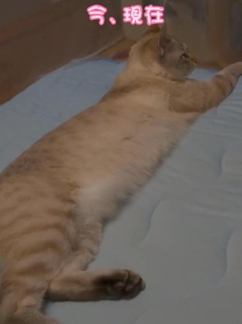 横になる猫