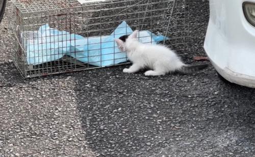 捕獲機を気にする子猫