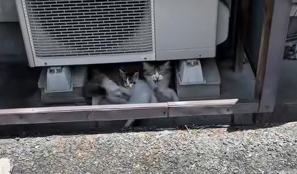 子猫と寄り添う猫