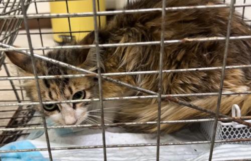 捕獲機内で伏せる猫