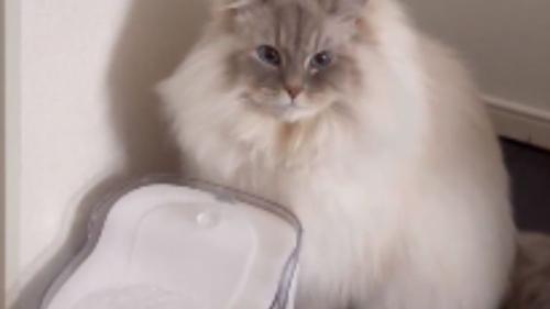室内にいる猫
