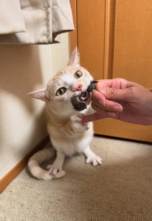 保護主が持っているおもちゃに噛みついている猫