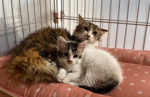 ベッドで寄り添う親子猫