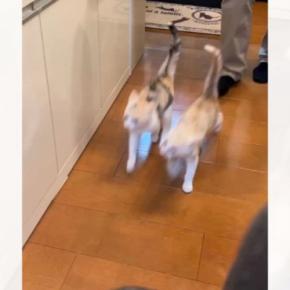 ご飯をもらいに来た2匹の子猫…想像以上に『息ピッタリな動き』が可愛すぎると917万再生「完全にシンクロ」「エンドレスで見れるw」
